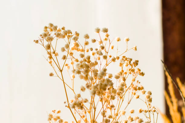 istock Dry flowers and plants 1291441821