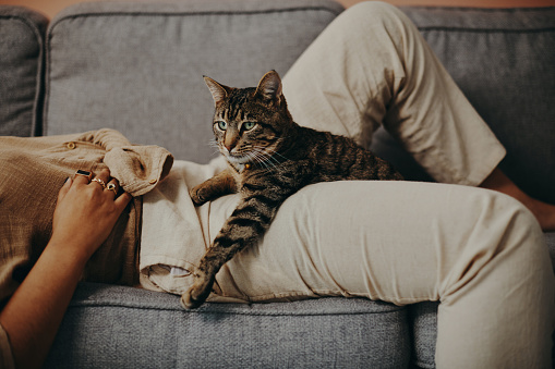 Cropped shot of a cat relaxing on the couch with her owner