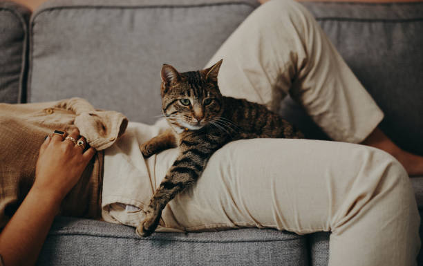istock I love that my human is as lazy as I am 1291441862