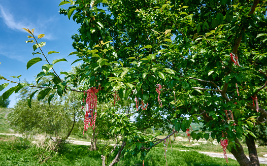 Bulgarian martenitza hanging on tree