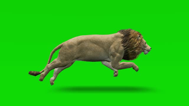 Lion running slow motion animation on green screen. The concept of animal, wildlife, games, back to school, 3d animation, short video, film, cartoon, organic, chroma key, character animation, design element, loopable