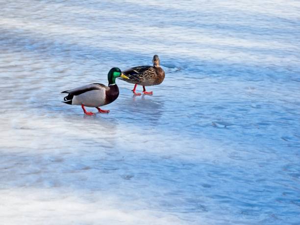 istock Couple mallard ducks on ice 1291442733