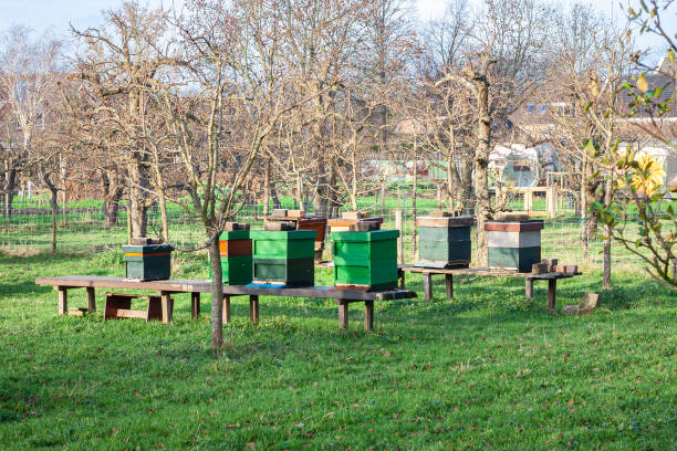 Urban garden with bee hives for harvesting honey on a sunny day.