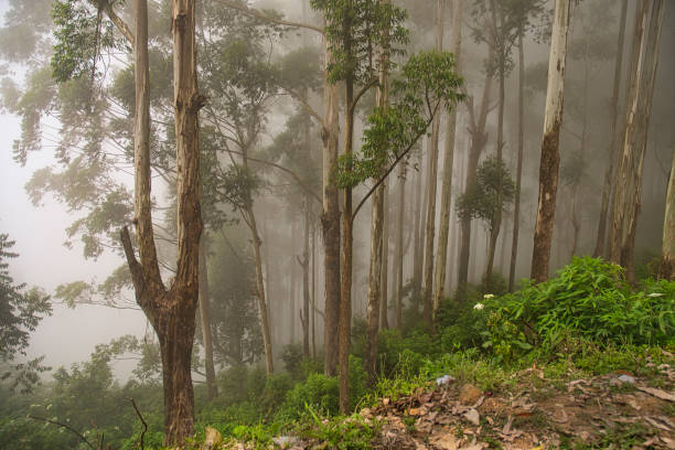 istock Paraiso and Nuwara Eliya. 1291443597