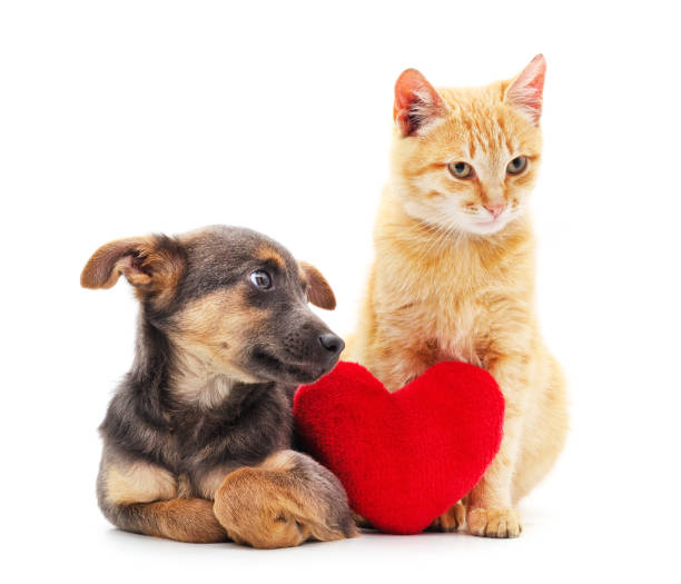 istock Cat and dog with a toy heart. 1291443775