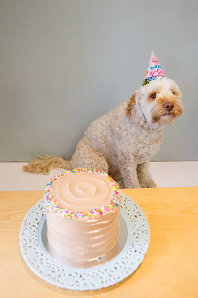 istock Happy Birthday Dog 1291444542
