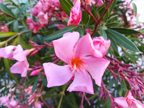 Closeup of pink oleander flowers. beautiful shrub in bloom, flowers on branches and green leaves
