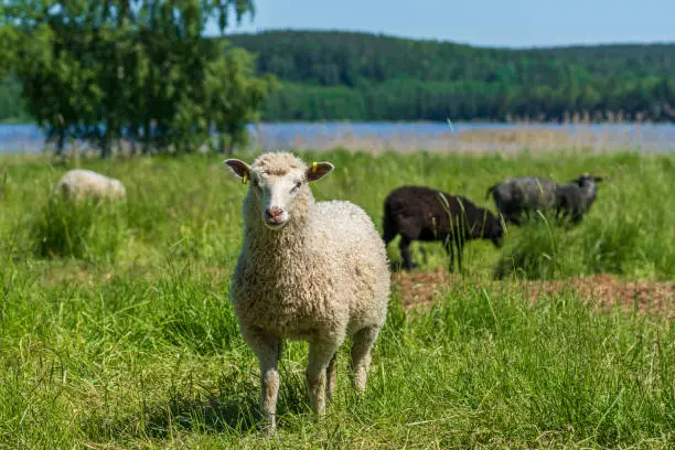 Photo of White sheep standing in a lush green field in sunlight