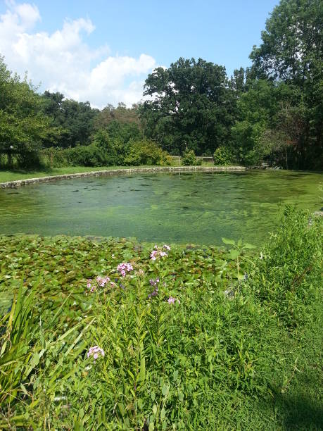 istock A Beautiful Secluded Pond covered in Green Lily Pads and Algae 1291445251