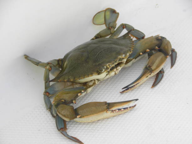 istock Blue Crab on the Boat Seat 1291445252