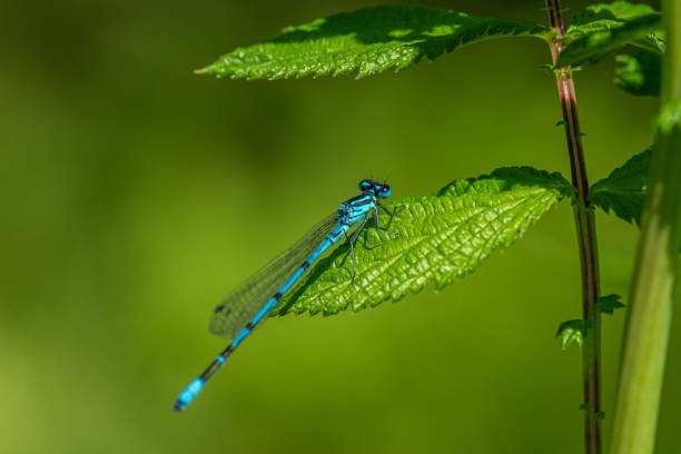 istock Close up of a blue damselfly on a green leaf 1291445288