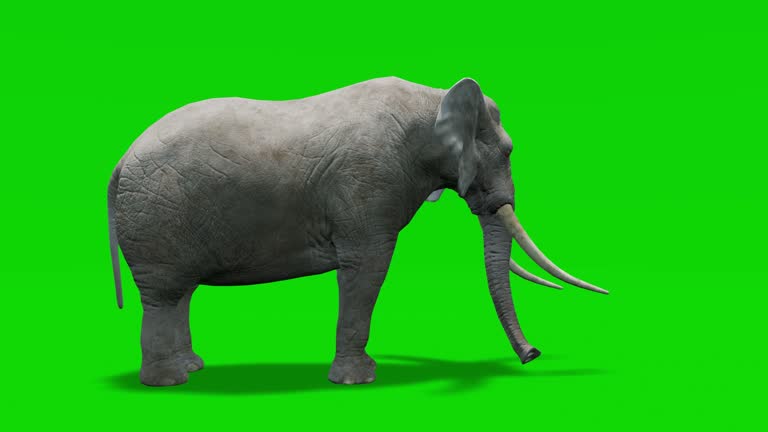 16,081 Elephant Stock Videos and Royalty-Free Footage - iStock | Elephant in the room, Giraffe, Africa elephant 16,081 Elephant Stock Videos and Royalty-Free Footage - iStock | Elephant in the room, Giraffe, Africa elephant