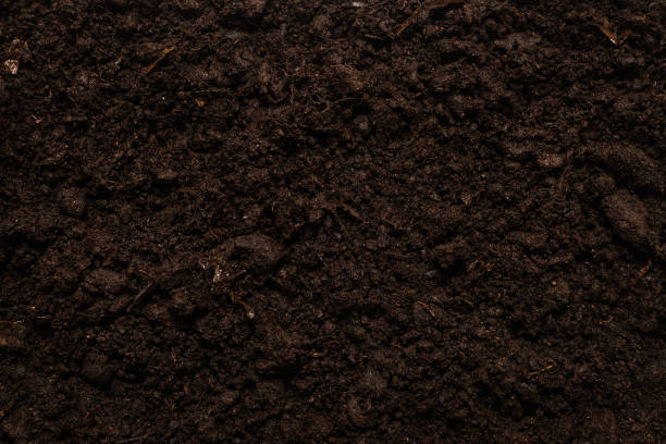 istock Black land for plant background. 1291446569