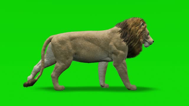 Lion walking slow motion animation on green screen. The concept of animal, wildlife, games, back to school, 3d animation, short video, film, cartoon, organic, chroma key, character animation, design element, loopable