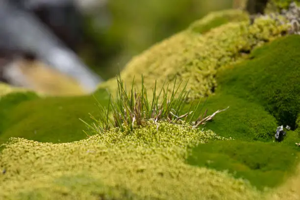 Macrophoto of Deschampsia antarctica, the Antarctic hair- grass, one of two flowering plants native to Antarctica