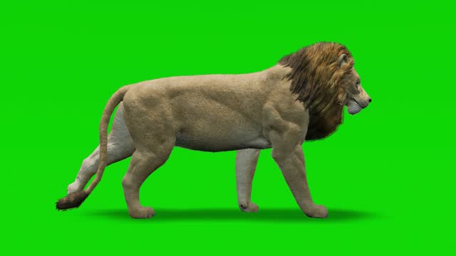 Lion walking animation on green screen. The concept of animal, wildlife, games, back to school, 3d animation, short video, film, cartoon, organic, chroma key, character animation, design element, loopable