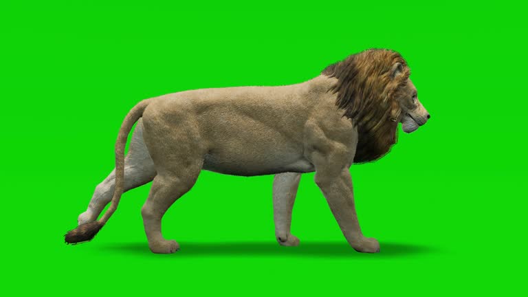 Cartoon Lion Stock Videos and Royalty-Free Footage - iStock Cartoon Lion Stock Videos and Royalty-Free Footage - iStock
