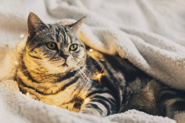 istock Funny cat (Scottish Straight breed), laying on the white blanket with twinkles. 1291449173