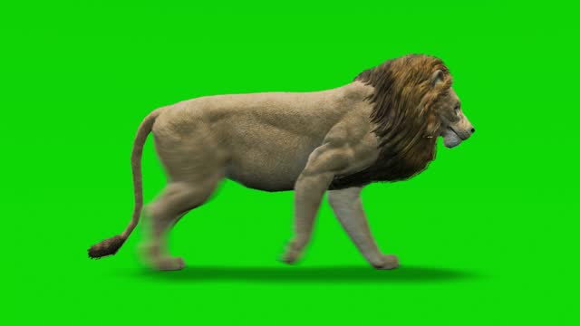 Lion walking animation with motion blur on green screen. The concept of animal, wildlife, games, back to school, 3d animation, short video, film, cartoon, organic, chroma key, character animation, design element, loopable