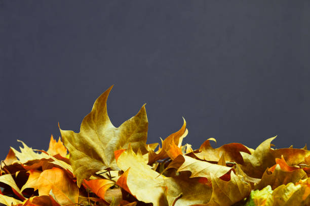 istock Fallen yellow leaves on the floor. Autumn background with copy-space 1291451345