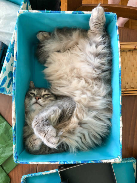 a cute funny cat sleeping in a blue box