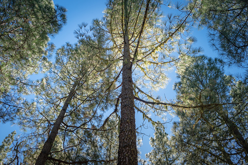 A picture of some trees on the Samaria Gorge.