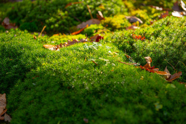 istock Green moss on rocks in the forest.. 1291452450