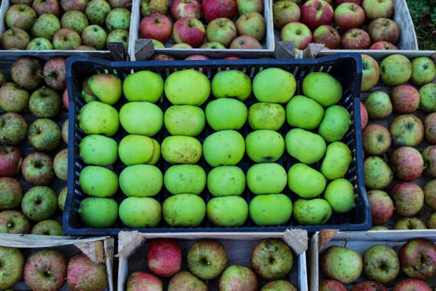 붉은 사과가있는 다른 나무 상자에플라스틱 상자에 녹색 사과. 자생 유기농 사과. 유기농의 개념. 자비도비치, 보스니아 헤르체고비나. - 유기농의 뉴스 사진 이미지