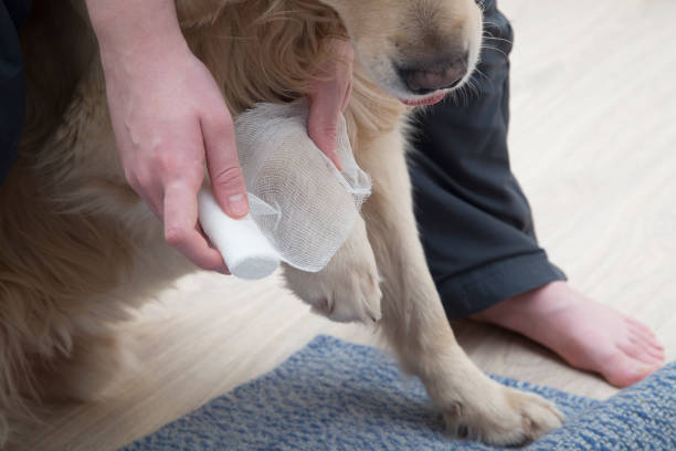 istock the dog is bandaged with a damaged paw. 1291455105