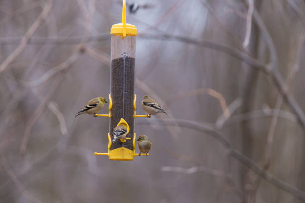 American goldfinch (Spinus tristis) at feeder