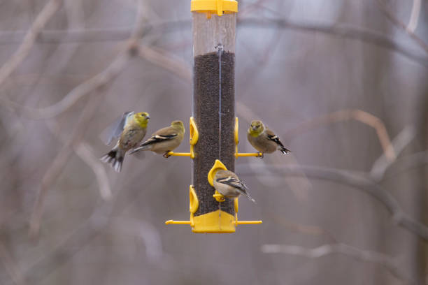 istock American goldfinch (Spinus tristis) at feeder 1291457018