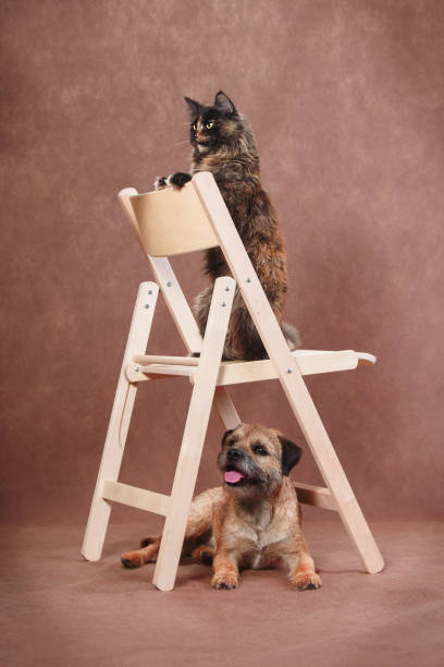 istock Chair with cat and dog on brown background 1291457089
