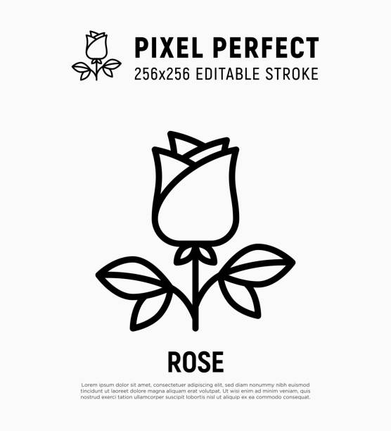rose dünne linie symbol, romantisches geschenk am valentinstag. pixel perfekt, editierbarer strich. vektor-illustration. - rose stock-grafiken, -clipart, -cartoons und -symbole