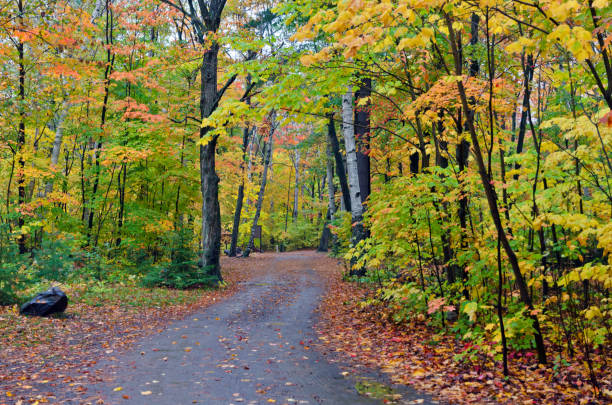 istock Colorful trees in Killarney Park 1291458320