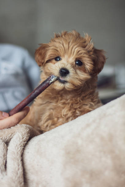 istock Puppy gnaws on chew stick 1291458450
