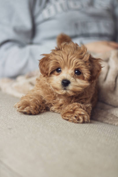 istock Cute puppy looking to camera 1291458524