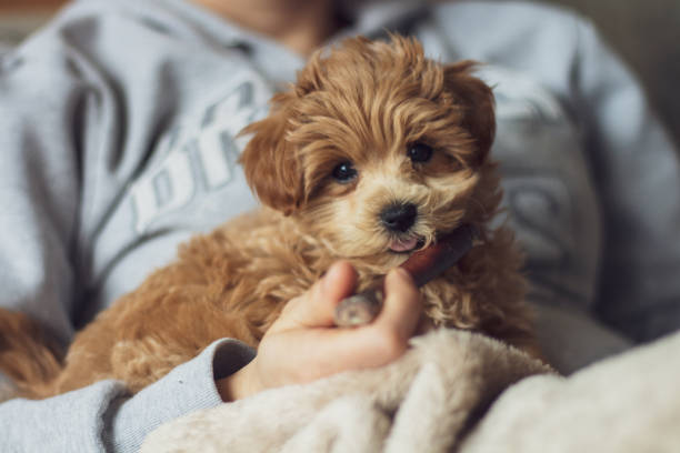 istock Cute puppy looking to camera 1291458546