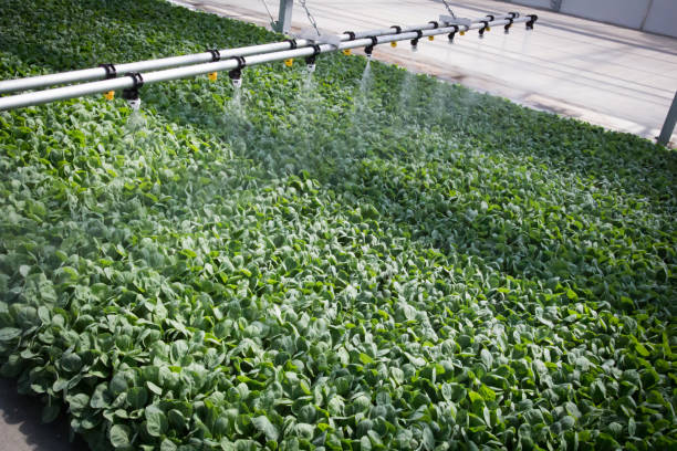 istock Machines water plants at indoor farm 1291458599