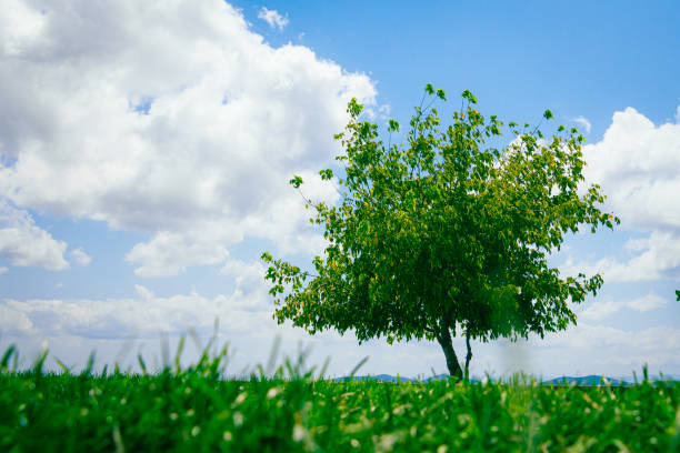 istock Tree on the horizon against the cloudy sky 1291464593