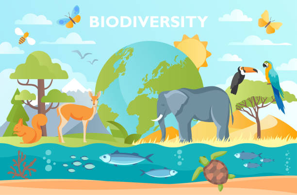 Biodiversity as natural wildlife Biodiversity as natural wildlife species or fauna protection abstract concept. Ecosystem climate difference, vegetation and habitat saving vector illustration. Ecology and endangered bio life. biodiversity stock illustrations