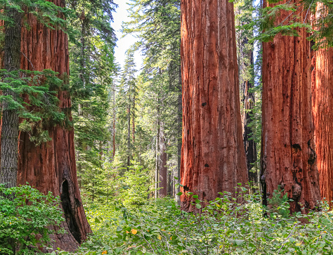 Big Trees State Park in Calaveras County, California. U.S.A.