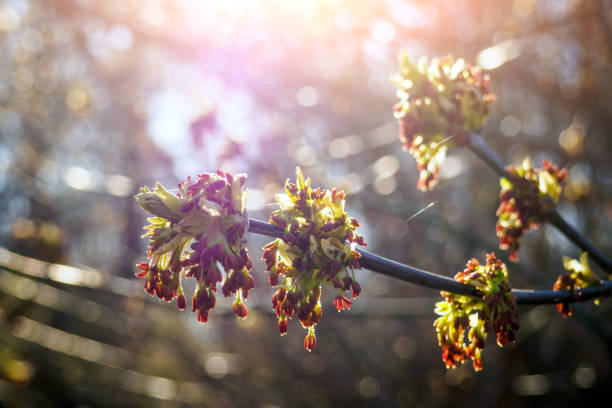 Close-up Acer negundo flowers against sunshine in springtime. Selective focus