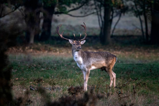 istock Fallow deer (Dama dama) in rutting season 1291466218