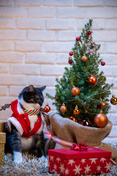 istock Funny cat sitting next to a mini Christmas tree. 1291467281