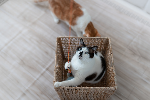 domestic cats play inside a wicker basket