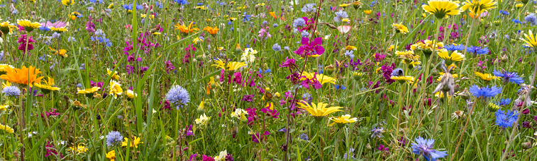 wildflowers meadow in the middle of summer