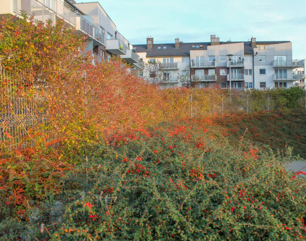 istock various vegetation in front of the blocks 1291468041