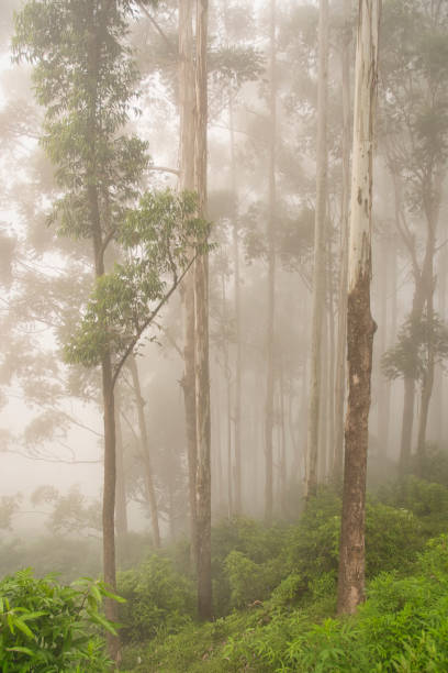 istock Paraiso and Nuwara Eliya. 1291468443