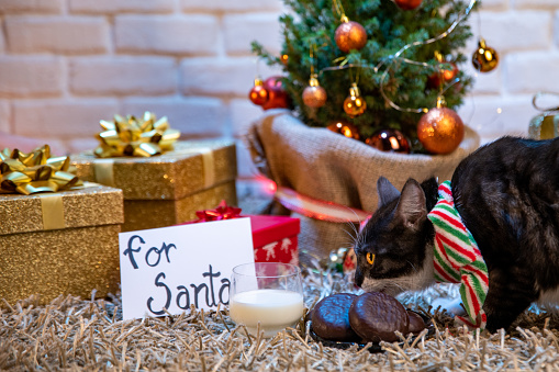 Funny cat with scarf caught in the act while stealing Christmas cookies from Santa Claus.