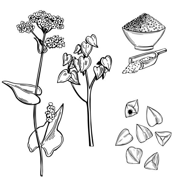 Buckwheat plant. Sketch  illustration. Hand drawn Buckwheat plant. Vector sketch  illustration. buckwheat stock illustrations